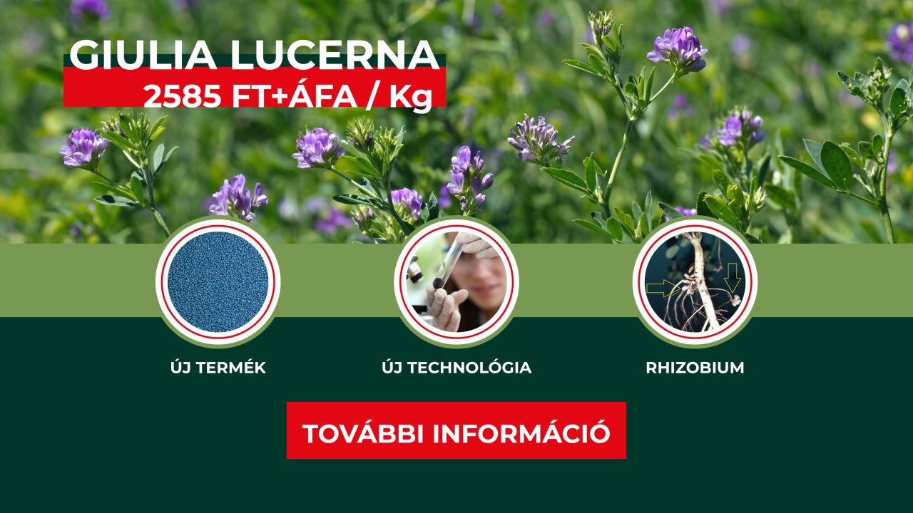 Lucerna_Giulia_web